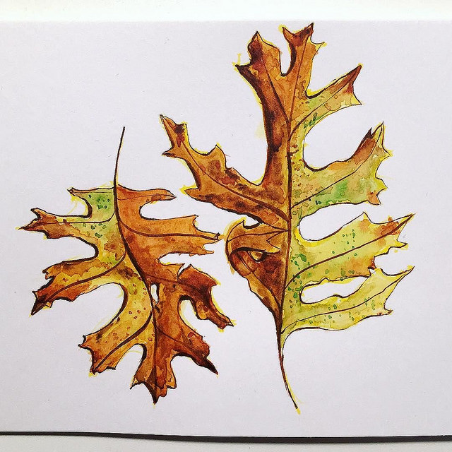 Two pin oak autumn leaves drawings